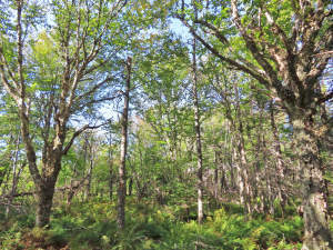 Cape Breton - Big Pond - East Bay Heights - 48 Hek - 