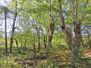 Cape Breton - Big Pond - East Bay Heights - 48 Hek - 