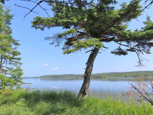 Cape Breton - Christie Gillis Island - Einzigartig - 