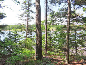 Cape Breton - Cleveland - Wunderschönes Fluss-Ufer - 