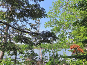 Cape Breton - Cleveland - Wunderschönes Fluss-Ufer - 