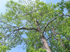 Cape Breton - Cleveland - Wunderschönes Fluss-Ufer - 