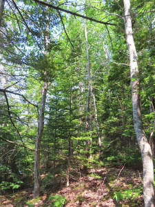 Cape Breton - Cleveland - Wunderschönes Fluss-Ufer - 