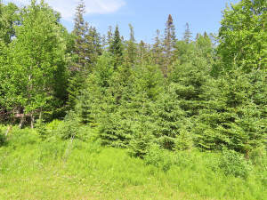 Cape Breton - Bras d`Or Lake - Preiswertes Baugrun - Grundstück in Roberta