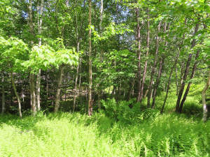 Cape Breton - Bras d`Or Lake - Preiswertes Baugrun - Grundstück in Roberta zum Kaufen