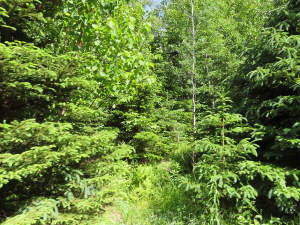 Cape Breton - Bras d`Or Lake - Preiswertes Baugrun - 