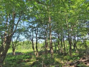 Cape Breton - Top-Investment-Gelegenheit: Neu-Ers - 