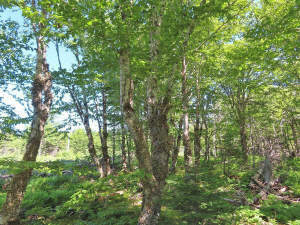 Cape Breton - Top-Investment-Gelegenheit: Neu-Ers - 