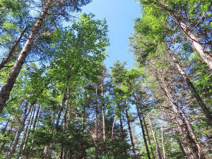 Cape Breton - Top-Investment-Gelegenheit: Neu-Ers - 