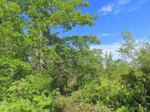 Cape Breton - Neu-Erschließung mit 7 Lots - 23 Hek - 