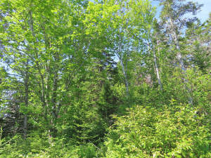 Cape Breton - Soldiers Cove - 26.790 m² großes Bau - 