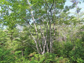 Cape Breton - 31-Hektar Areal in herrlicher Atlant - 