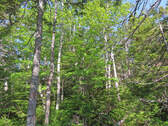 Cape Breton - 31-Hektar Areal in herrlicher Atlant - 