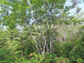 Cape Breton - 31-Hektar Areal in herrlicher Atlant - 