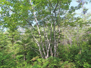 Cape Breton - 31-Hektar Areal in herrlicher Atlant - 