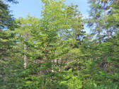 Cape Breton - 31-Hektar Areal in herrlicher Atlant - 