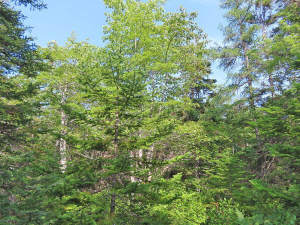 Cape Breton - 31-Hektar Areal in herrlicher Atlant - 