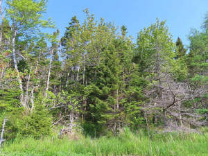 Cape Breton - Einzigartige Atlantik-Lage - 31 Hekt - 
