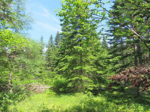 Cape Breton - Upper Grand Mira - 10,8 Hektar große - 