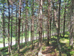 Cape Breton - Upper Grand Mira - 10,8 Hektar große - 