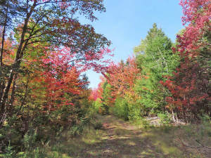 Nova Scotia - West Side Country Harbour - 52-Hekta - 