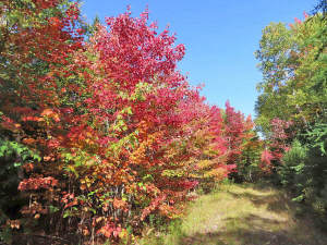 Nova Scotia - West Side Country Harbour - 52-Hekta - 