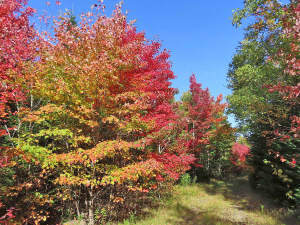 Nova Scotia - West Side Country Harbour - 52-Hekta - 