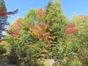 Nova Scotia - West Side Country Harbour - 52-Hekta - 