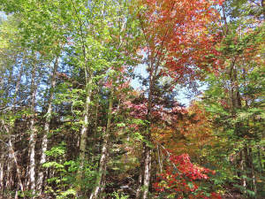 Nova Scotia - West Side Country Harbour - 52-Hekta - 