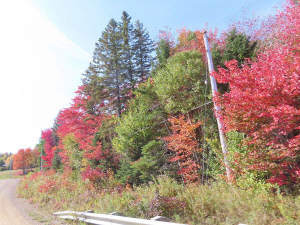 Nova Scotia - West Side Country Harbour - 52-Hekta - 
