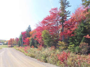 Nova Scotia - West Side Country Harbour - 52-Hekta - 