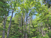 Cape Breton - Traumhaft schöne Atlantik-Lage - Lot - 