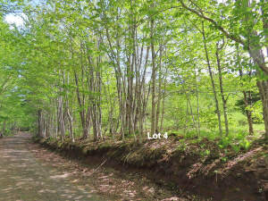 Cape Breton - Traumhaft schöne Naturlage am Middle - 