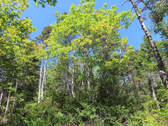 Cape Breton - Lennox Passage - Wunderschönes Atlan - 