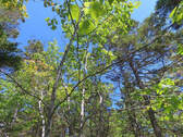Cape Breton - Lennox Passage - Wunderschönes Atlan - 