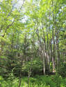 Cape Breton - Lennox Passage - Wunderschönes Atlan - 