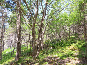 Nova Scotia - Grover´s Point - Wunderschönes Uferg - 