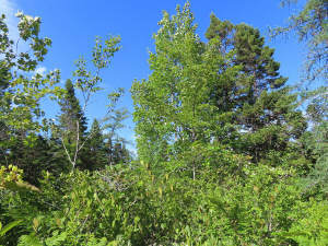 Cape Breton - Top-Investment-Gelegenheit - Komplet - 