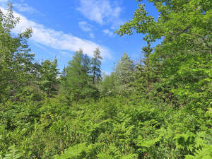 Cape Breton - Top-Investment-Gelegenheit - Komplet - 