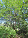 Cape Breton - Top-Investment-Gelegenheit - Komplet - 