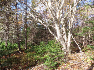 Cape Breton - 3,1 Hektar großes See-Ufergrundstück - 