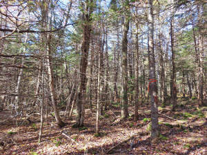 Cape Breton - 3,1 Hektar großes See-Ufergrundstück - 