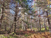 Cape Breton - 3,1 Hektar großes See-Ufergrundstück - 
