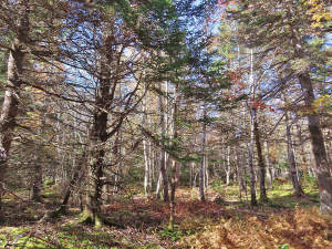 Cape Breton - 3,1 Hektar großes See-Ufergrundstück - 