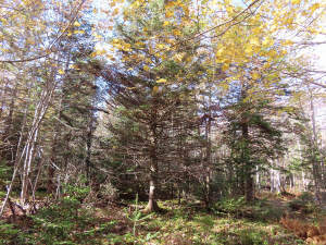 Cape Breton - 3,1 Hektar großes See-Ufergrundstück - 