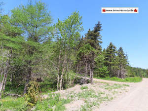 Cape Breton - 11,4 Hektar inmitten einer herrliche - Grundstück zum Kaufen in Upper Grand Mira