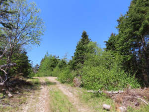 Cape Breton - 11,4 Hektar inmitten einer herrliche - Grundstück in Upper Grand Mira zum Kaufen