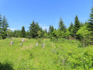 Cape Breton - Soldiers Cove - 13,6 Hektar-Areal mi - 