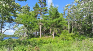 Cape Breton - Third Lake - Wunderschönes See-Uferg - 