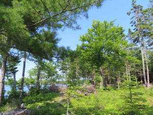 Cape Breton - Third Lake - Wunderschönes See-Uferg - 